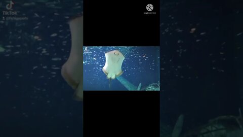Stingray YouTube Short