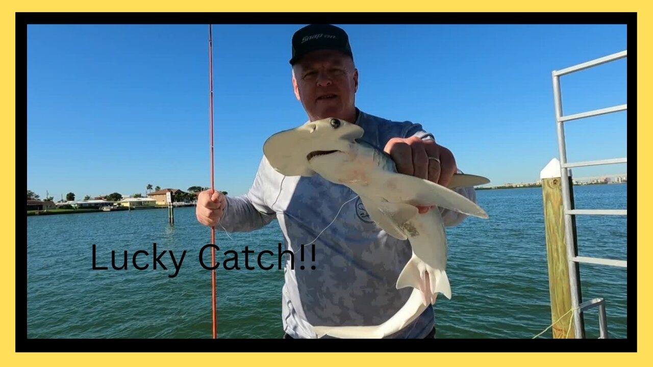 Bonnethead Shark from Shore - Tampa Bay