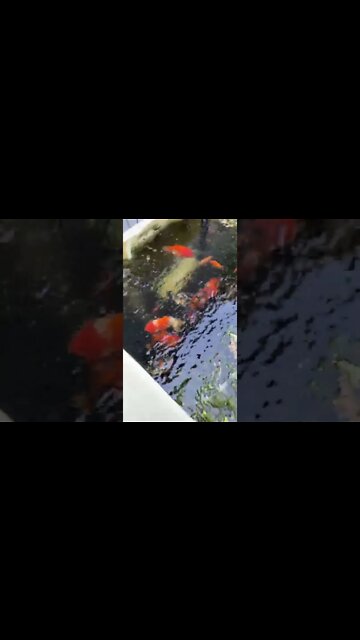 Just for @GLM UNLEASHED! Ranchu Goldfish feeding time