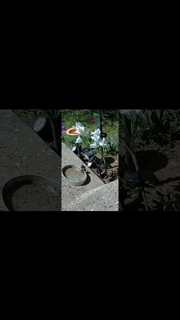 The Mice Drink Out Of The Water Pan #Shorts 🌳