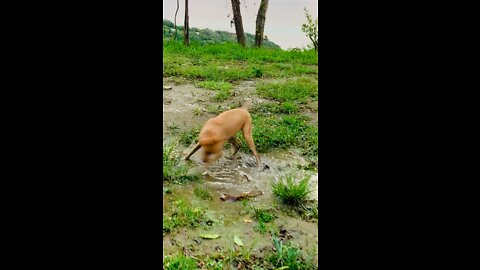 Mud bath 🐶