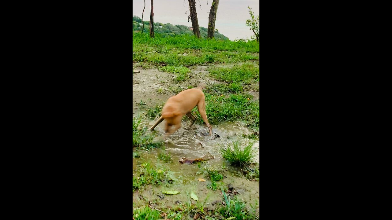 Mud bath 🐶