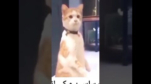 Cat funny reaction on fight at home🤣🤣🤣