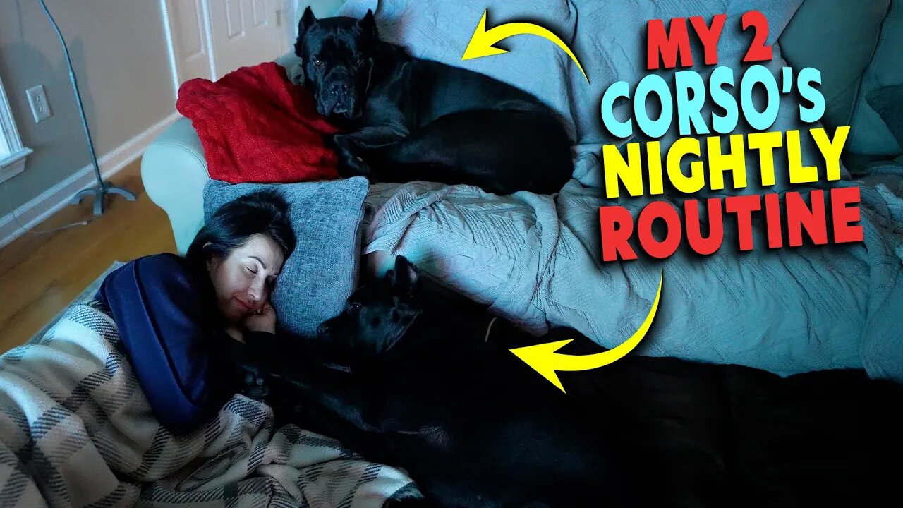 Cane Corso's Nightly Routine - Adult & Puppy