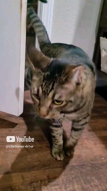 Fastest 😺 smack 😂 #cat #catlover #catshorts #catvideos #shorts
