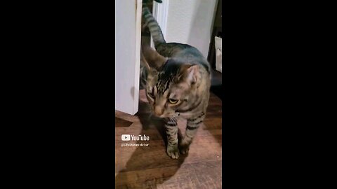 Fastest 😺 smack 😂 #cat #catlover #catshorts #catvideos #shorts