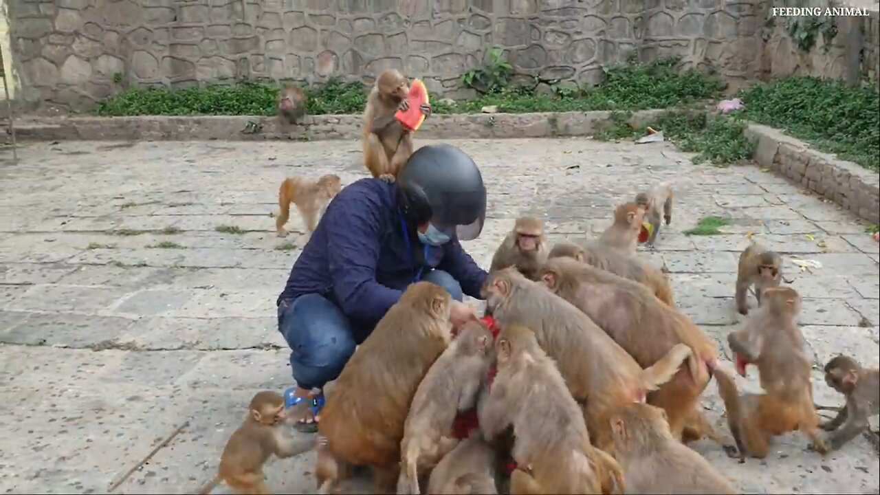 Feeding watermelon to the homeless people and hungry monkey