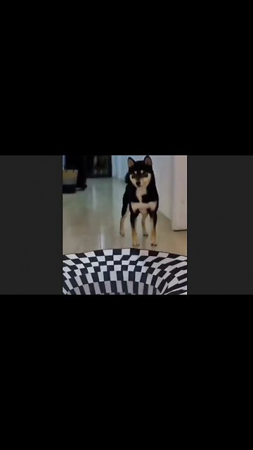 The Dogs Play It Safe, The Cat, Not So Much - HaloPets