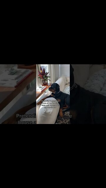 SMH! Wouldn't Hurt A Fly 🤩 #Shorts #rottweiler #dogs