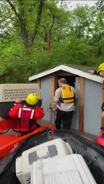 Oklahoma Task Force 1 saves pet wolf from flooding