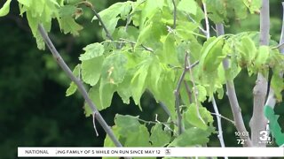 Local group promotes environmental justice by planting trees in South Omaha