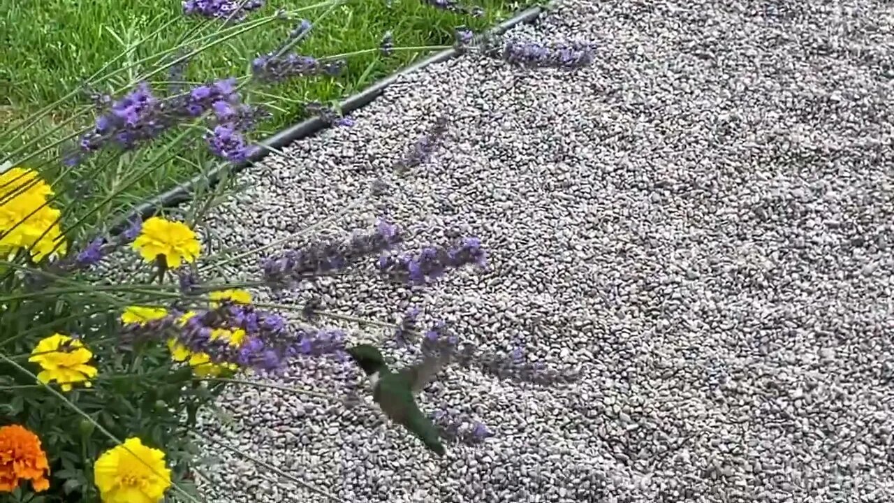 Hummingbird and some other creature that looked like one but has multiple legs and antennae 🤔