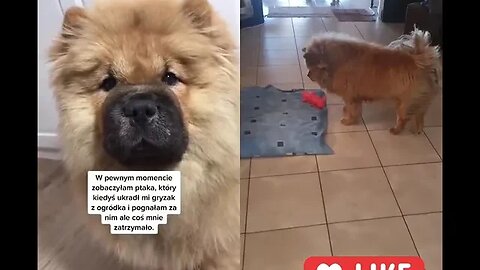 #shorts Chow Chow Dog Living in South Africa Num: 11 #chowchowpuppies #chowchowdog #southafricachows