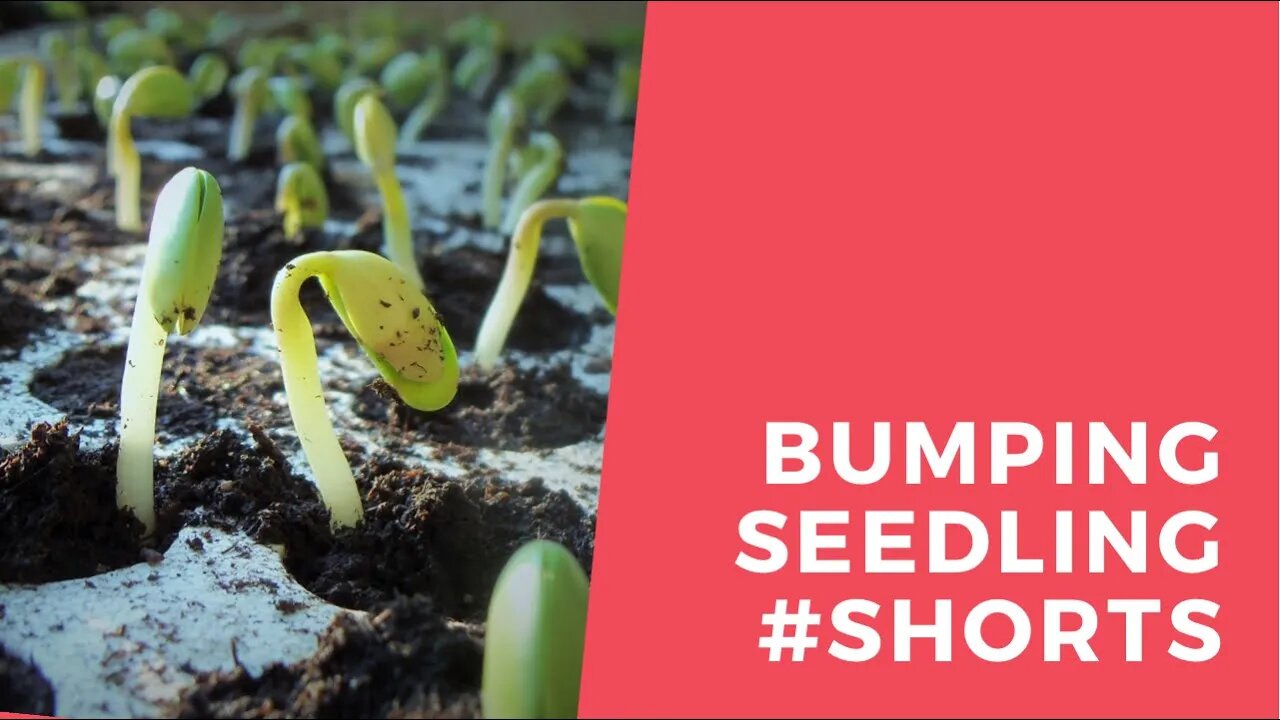 Bumping Up Seedlings // Gardening In Canada // #shorts