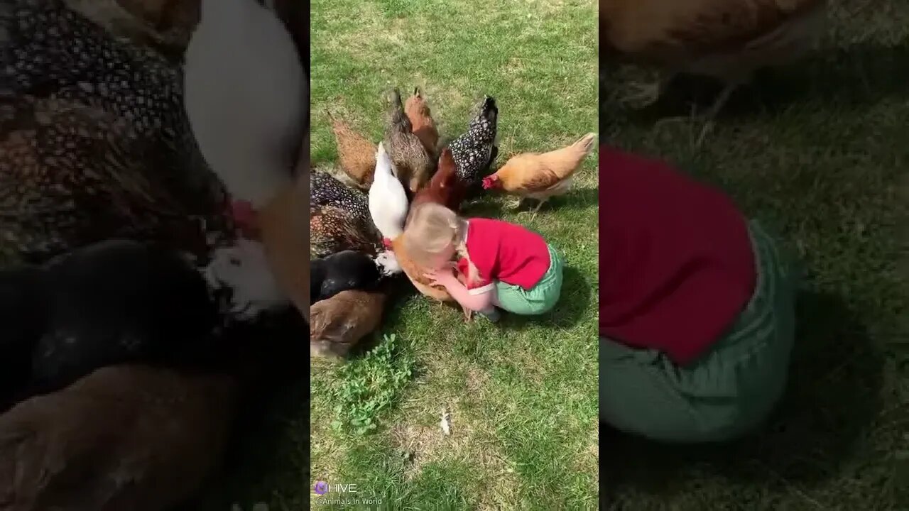 THERE WILL BE DAYS LIKE THIS. #chicken #children #country #nature #foryou #follow #animals #cute