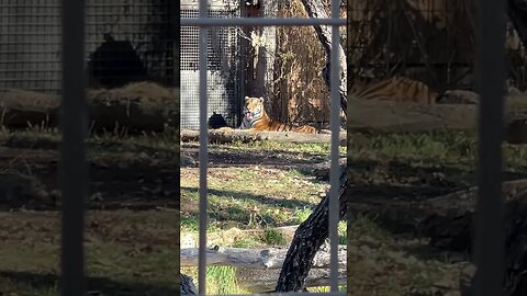 These are the LARGEST Tigers in the WORLD 🐅 🐅 #shorts #tiger #asia #zoo #calgary