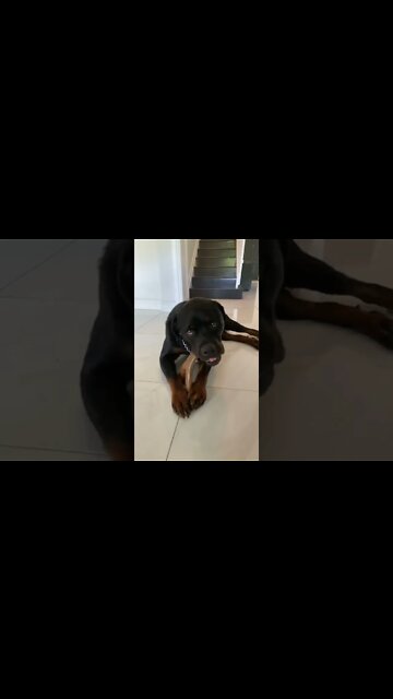 Rottweiler and his bone 🦴