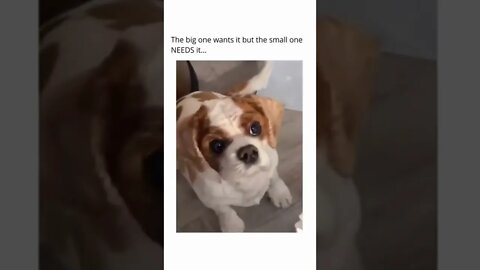 Funny dog video - food addiction #shorts #dog