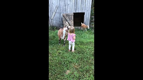 Josey and her goats.