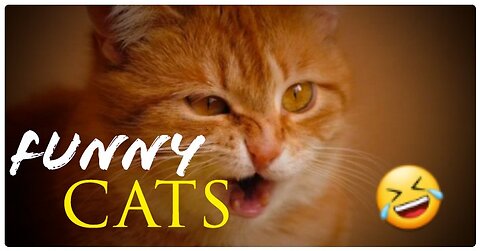 Funny cats |funny clips|