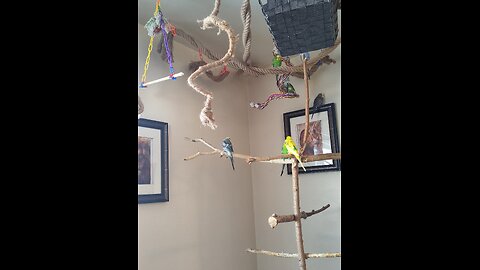 Parrot Playtime