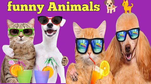 Funny dogs 🐕 And Cats 😺 Animals Club Videos ||