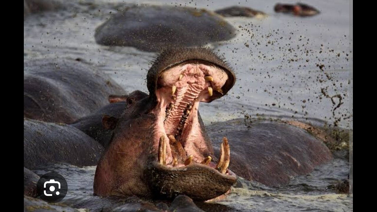 Huge wild dangers hippo