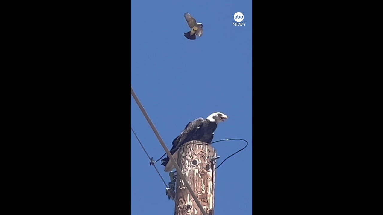 Persistence pays off: This little bird managed to chase off a bald eagle