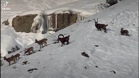 Tajikistan Ibex