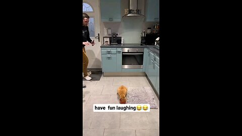 cat funny video