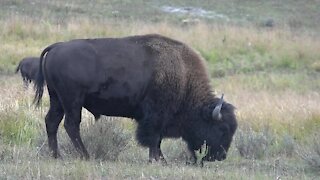 Yellowstone National Park receives a record number of visits this summer