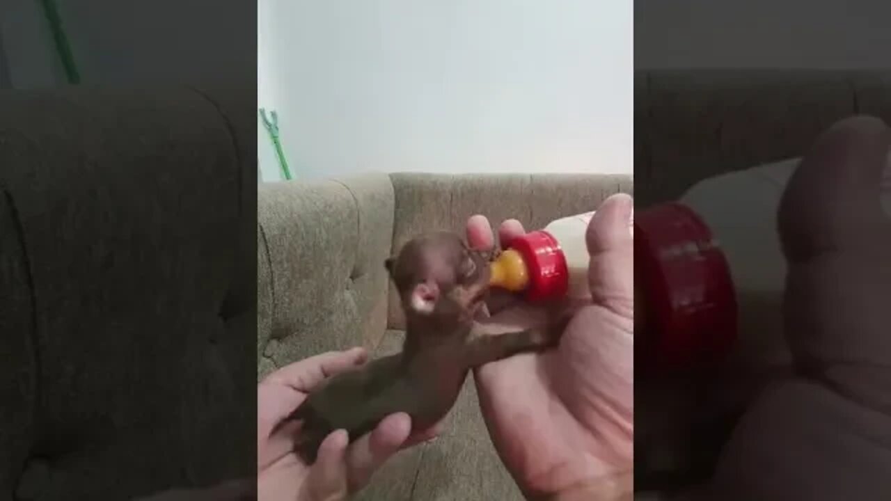 Chihuahua Puppy Feeding Time!