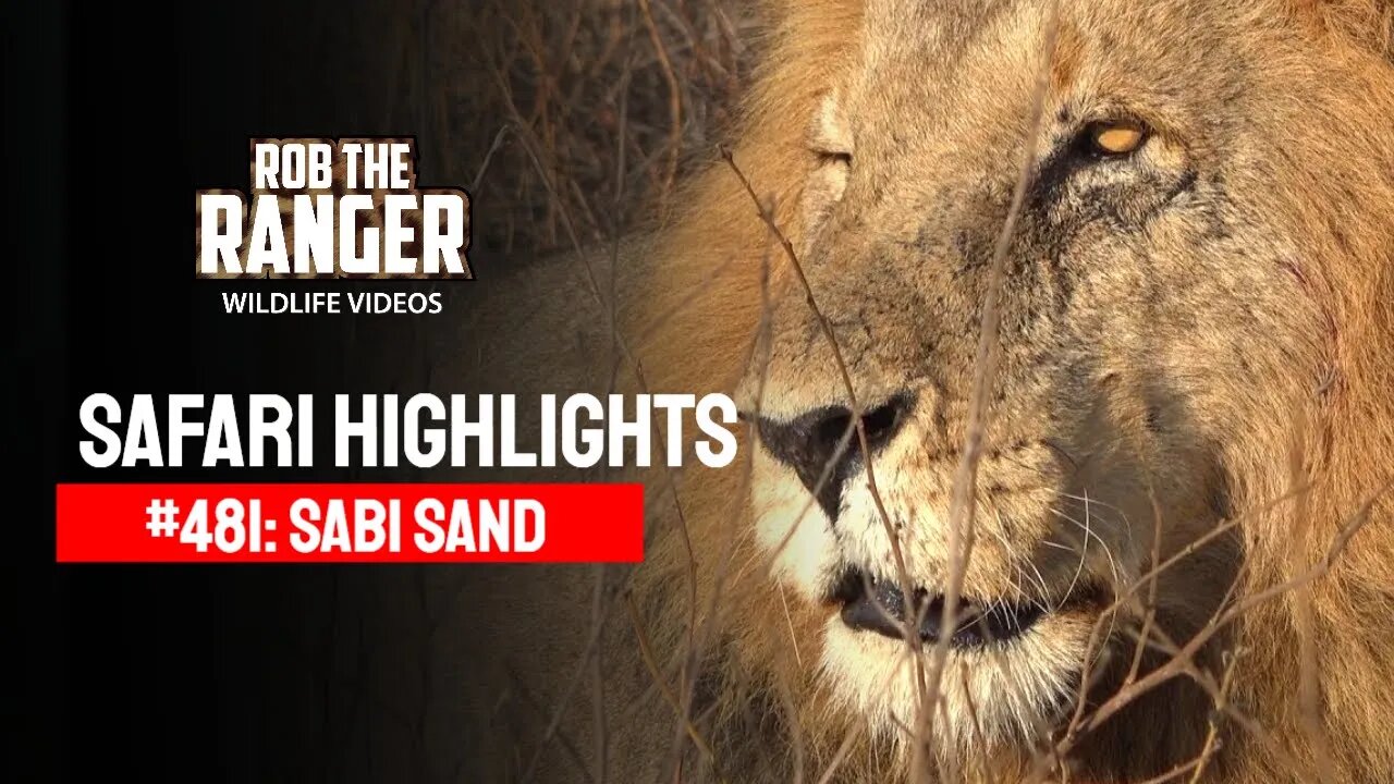 Safari Highlights #481: 11 - 15 August 2017 | Sabi Sand Nature Reserve | Latest Wildlife Sightings