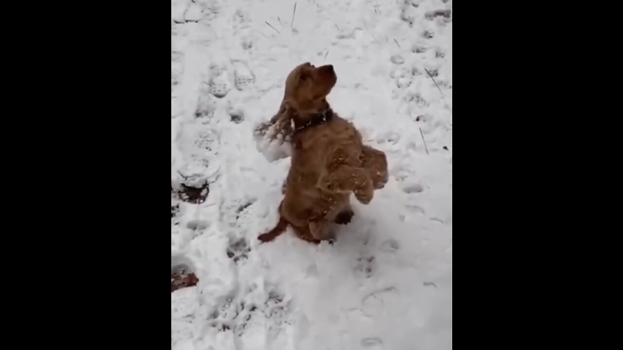 Funny dogs playing in the snow_Funniest dogs 2023