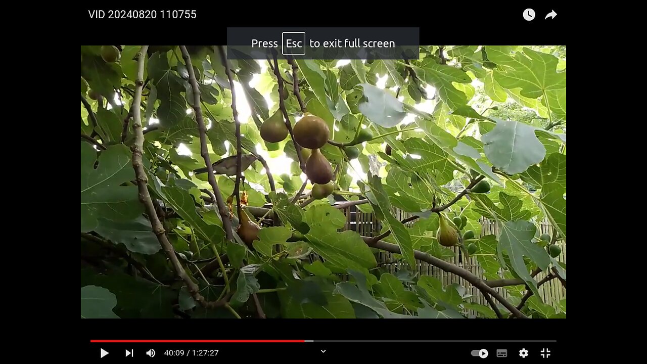 Another Bird and a Fig in the Flemish Tasty Forest