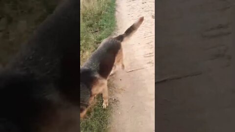 #rudrakrishna #dog #animals