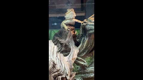 Fancy Bearded Dragon part 6