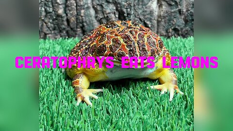 Ceratophrys Eats Lemons | Funny | Pets