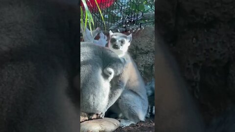 Lemurs cleaning at Florida Aquarium