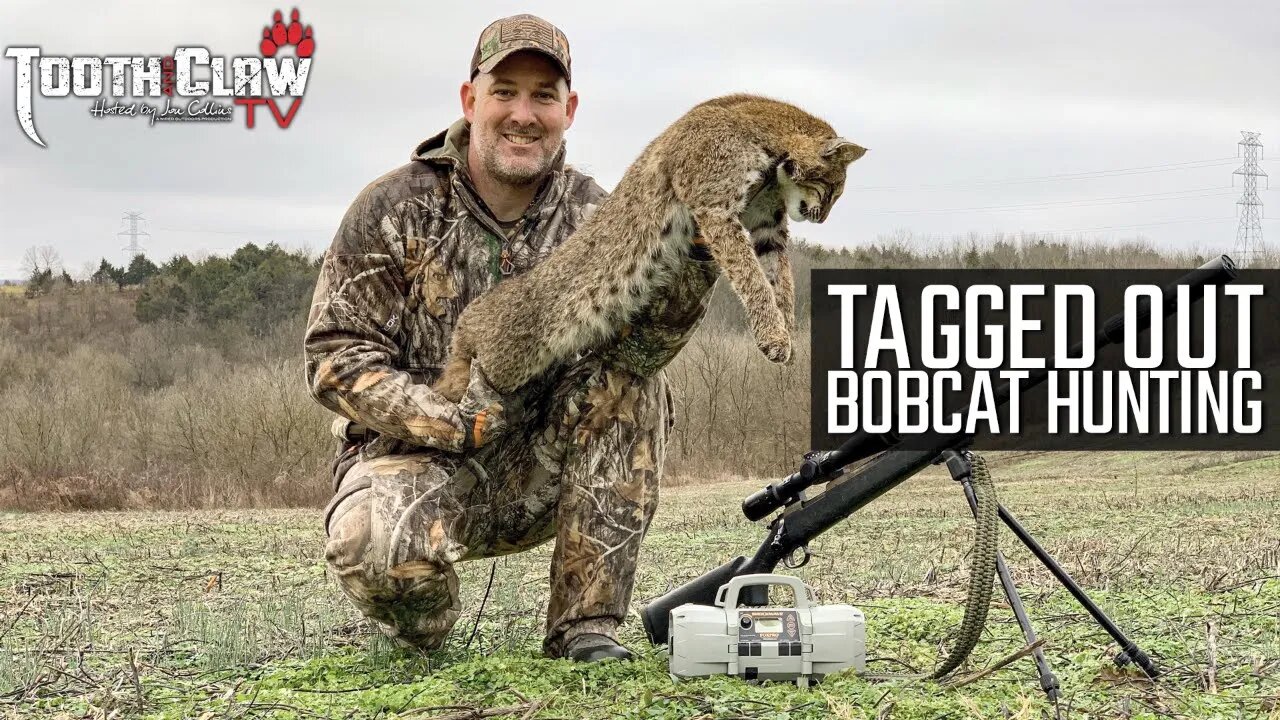 Tagged Out - Bobcat Hunting