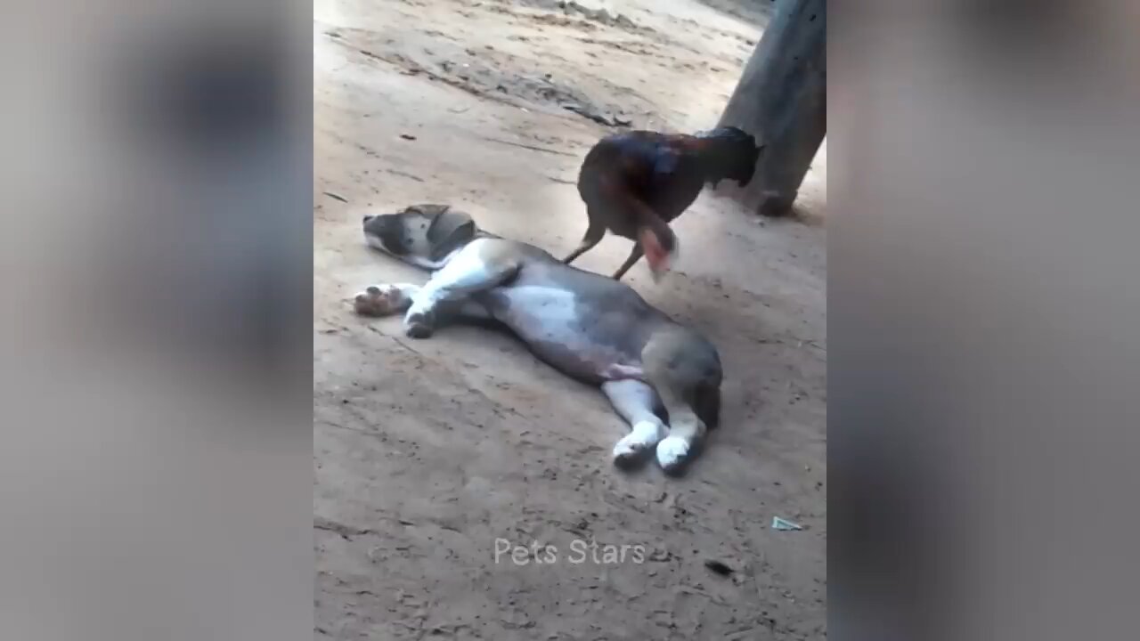 Funniest Animal 😂 2024 Funny Cat Dog 🐱🐶