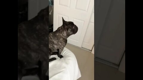 Nothing can disturb him 🐶🐾📺😂🤣#shorts Short