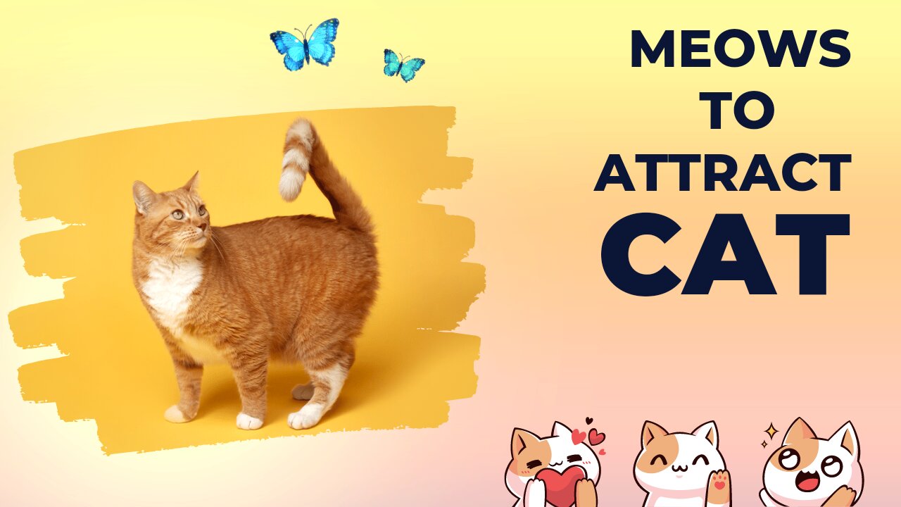 Sounds That Attract Cats - Meow to make cats come to you