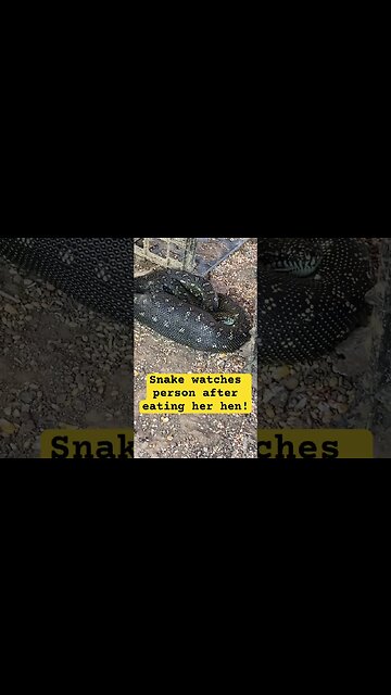 Snake quietly watches chicken owner take birds to safety after eating bird!