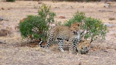 One of The Rarest Sightings in Nature!