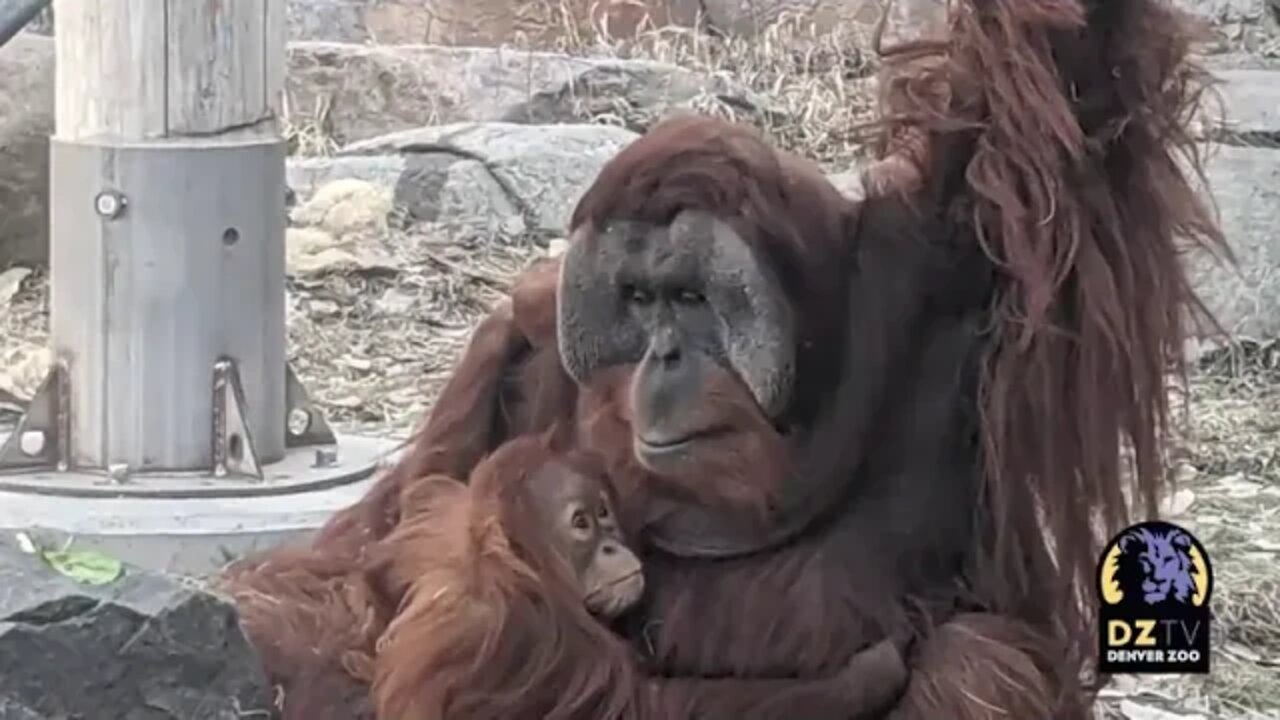 Very Cute