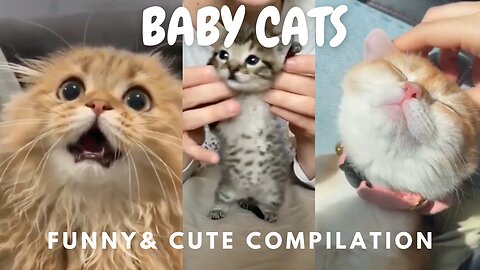 BABY CATS Funny & Cute Compilation