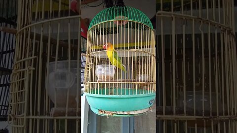 LoveBird Ngoceh