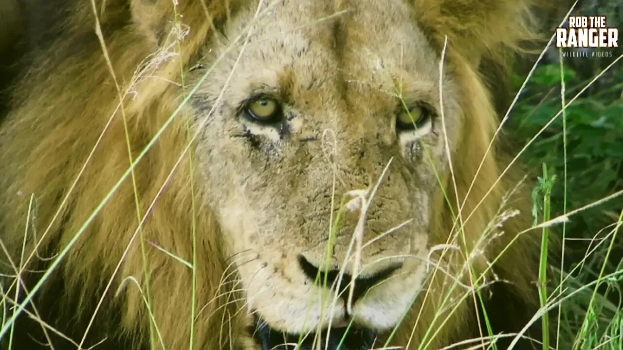 Lion Eats Leopard Tortoise | Archive Mapogo Lion Footage