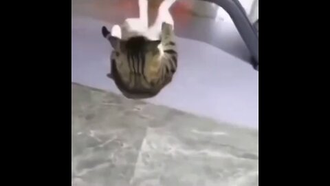 Gymnastic cat